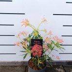 Pieris japonský (Pieris japonica) ´FLAMING SILVER´ - výška 30-40 cm, kont. C2L